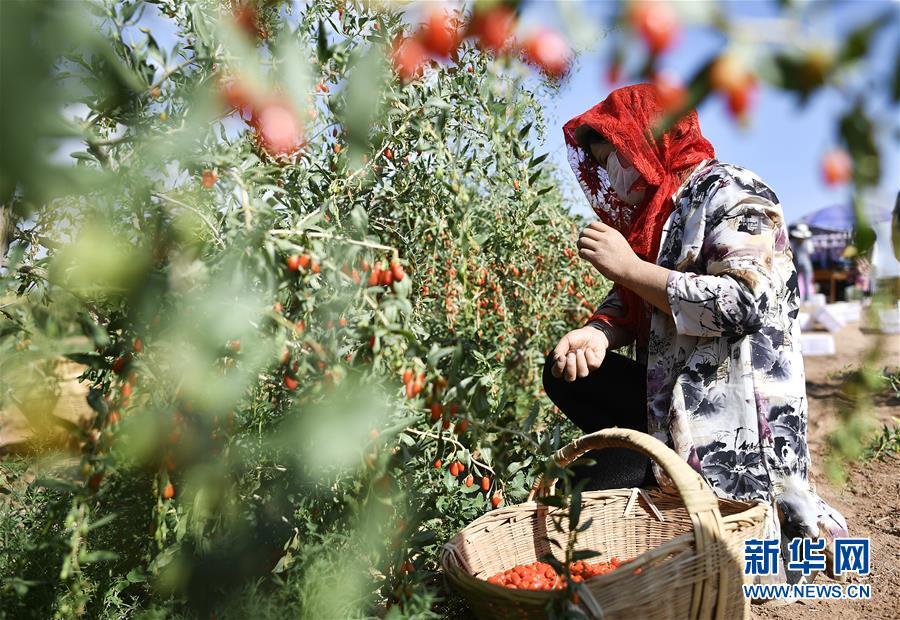 （砥礪奮進(jìn)六十載·塞上寧夏譜新篇·圖文互動）（2）喜看鄉(xiāng)村新畫卷——寧夏奮進(jìn)60年巡禮之鄉(xiāng)村變遷篇